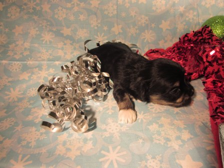 havanese-puppies